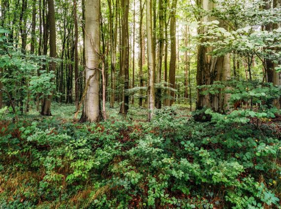 European beech, fagus sylvatica, woodland in Rugen Island. Germany
